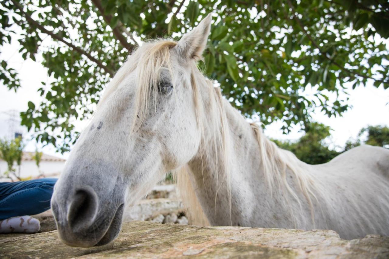 Binicalsitx Casa Rural Ferreries Zewnętrze zdjęcie